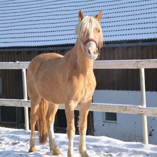 Pony im Schnee, beschienen von der Wintersonne