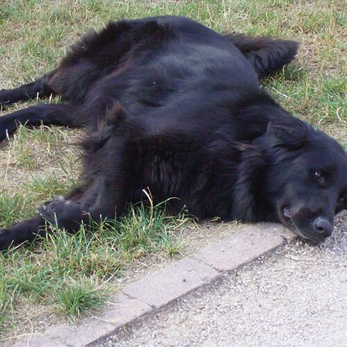 Unser schwarzer Hund liegt faul auf der Wiese