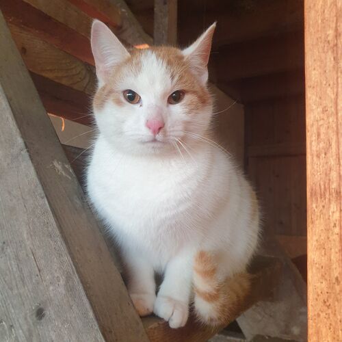 Kleine weiße, braun gefleckte Katze lugt aus ihrem Vesteck