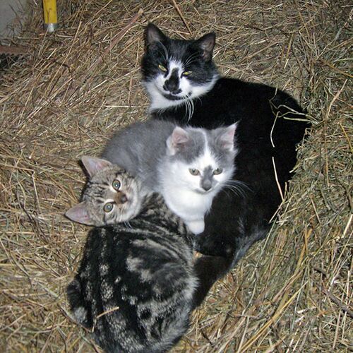 Eine schwarze, eine graue und eine getigerte Katze liegen aufmerksam im Heu