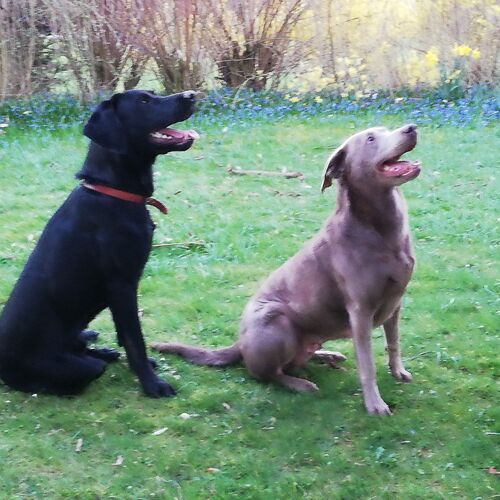 Ein schwarzer und ein brauner Hund in Hab-Acht-Stellung
